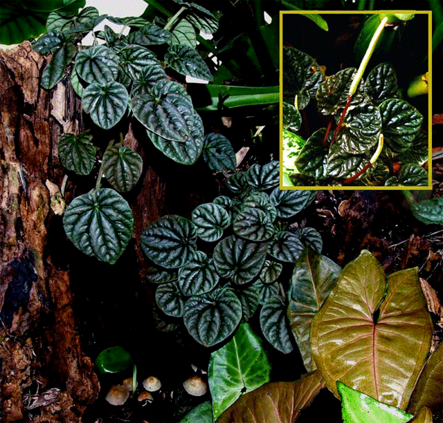 Emerald Ripple Peperomia